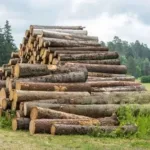 Grumes Châtaignier- 70 stères